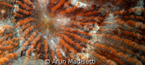 Warty Corallimorph close up by Arun Madisetti 